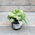 Традесканция белоцветковая (комнатное) (Плант микс) d8