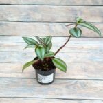 Традесканция Зебрина (Плант микс) d8