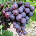 Виноград Рошфор 0,8л