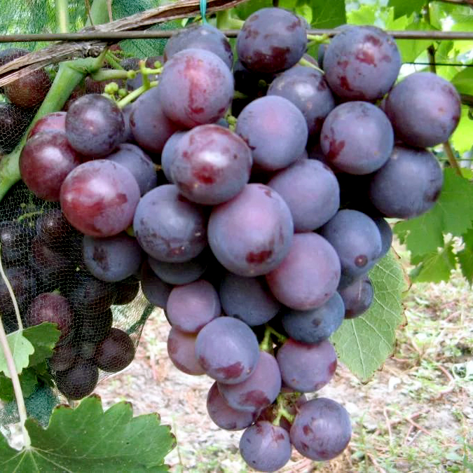 Виноград Рошфор Виноград Рошфор 0,8л — изображение 1