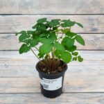 Земляника Дюшенея (Плант микс) d8