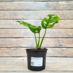 Монстера Адансона "Adansonii" d12