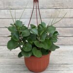 Пеперомия туполистная кашпо d21-23