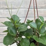 Пеперомия туполистная кашпо d21-23 — изображение 2