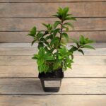 Гортензия метельчатая Литл Фрайз "Little Fraise" d9-10