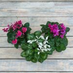 Цикламен распродажа d12 — изображение 2