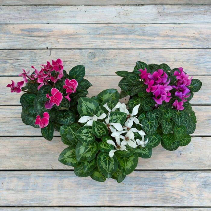 Цикламен распродажа d12 — изображение 2