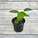 Циссус Антарктический (Аркциссус) (Плант микс) d8-10