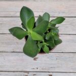 Крассула d12 — изображение 2