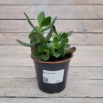 Крассула d12