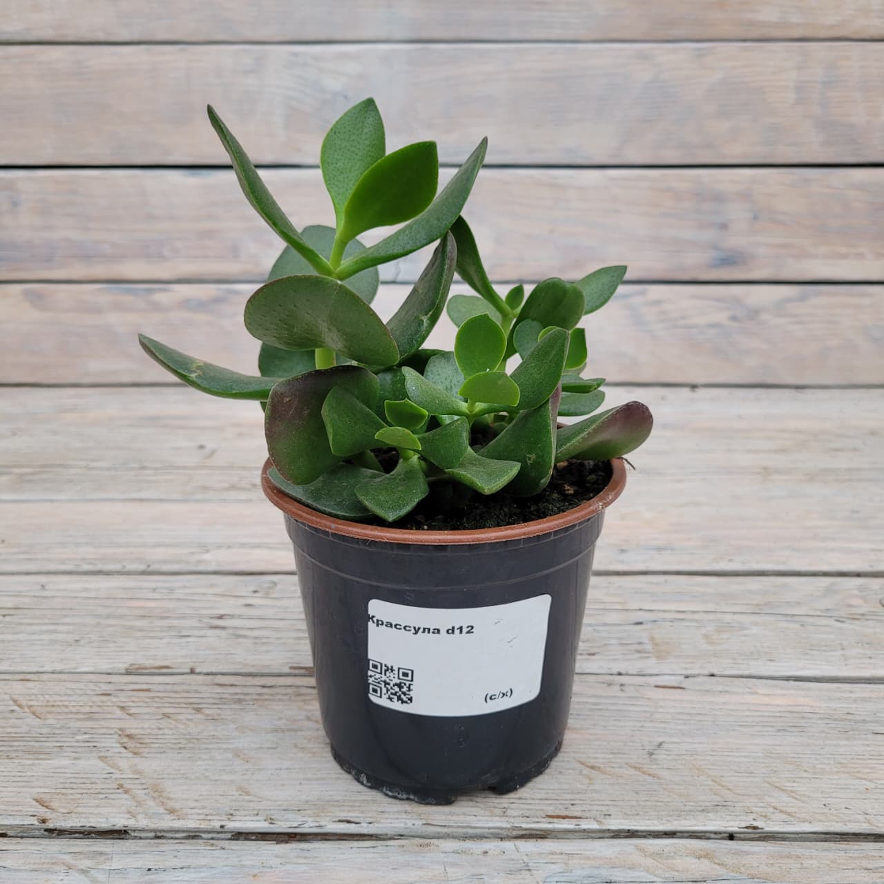 f441498c-0925-4d73-84dc-34cab225db5a Крассула d12 — изображение 1
