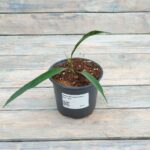 Фикус Бенджамина Али "Alii" d12