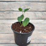 Фикус Бенджамина Экзотика d12