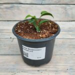 Фикус Бенджамина Наташа d12