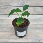 Филодендрон Конго Эппл "Congo Apple" d9-10