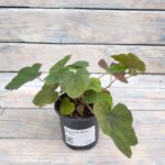 Гейхера Арт Деко d12