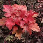 Гейхера гейхерелла Блади Дайнозор "Bloody Dinosaur" d9-10