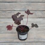 Гейхера Блэк Перл "Black Pearl" d9-10