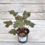 Гейхера Блэк Таффета "Black Taffeta" d9-10