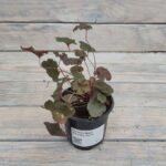 Гейхера Дарк Мистери "Dark Mystery" d9-10