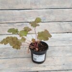 Гейхера Джинджер Пич "Ginger Peach" d9-10