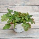 Гейхера Голд Страйк d12