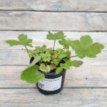 Гейхера Голд Страйк "Gold strike" d9-10