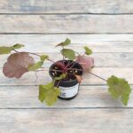 Гейхера Крем Брюле "Creme Brulee" d9-10