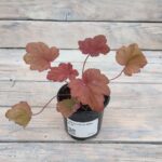 Гейхера Отом Ливс "Autumn Leaves" d9-10