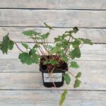 Гейхера Париж d9-10