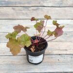 Гейхера Зиппер "Zipper" d9-10