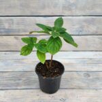 Гортензия метельчатая Мэджикал Лайм Спаркл d9-10