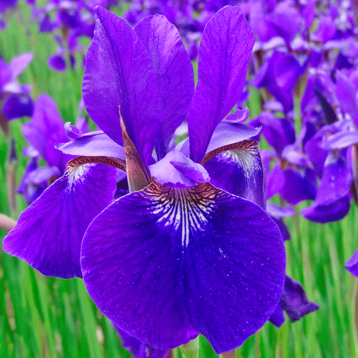 Ирис сибирский Пурпл Флоу (purple flower) d12 — изображение 1