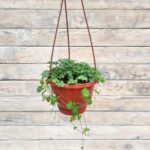 Эллизиофиллум перистый "Ellisiophyllum pinnatum" кашпо d15