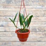 Эпипремнум Амплисимум Сильвер Страйп "Silver Stripe" кашпо d15