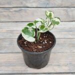 Эпипремнум белый (пестрый) d12