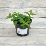 Эсхинантус d9-10