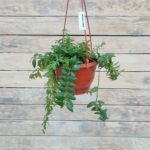 Колумнея кашпо d15