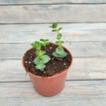 Крассула Перфората "Perforata" d9-10