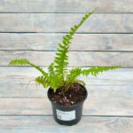 Папоротник Нефролепис d12