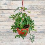 Пассифлора кашпо d23-25