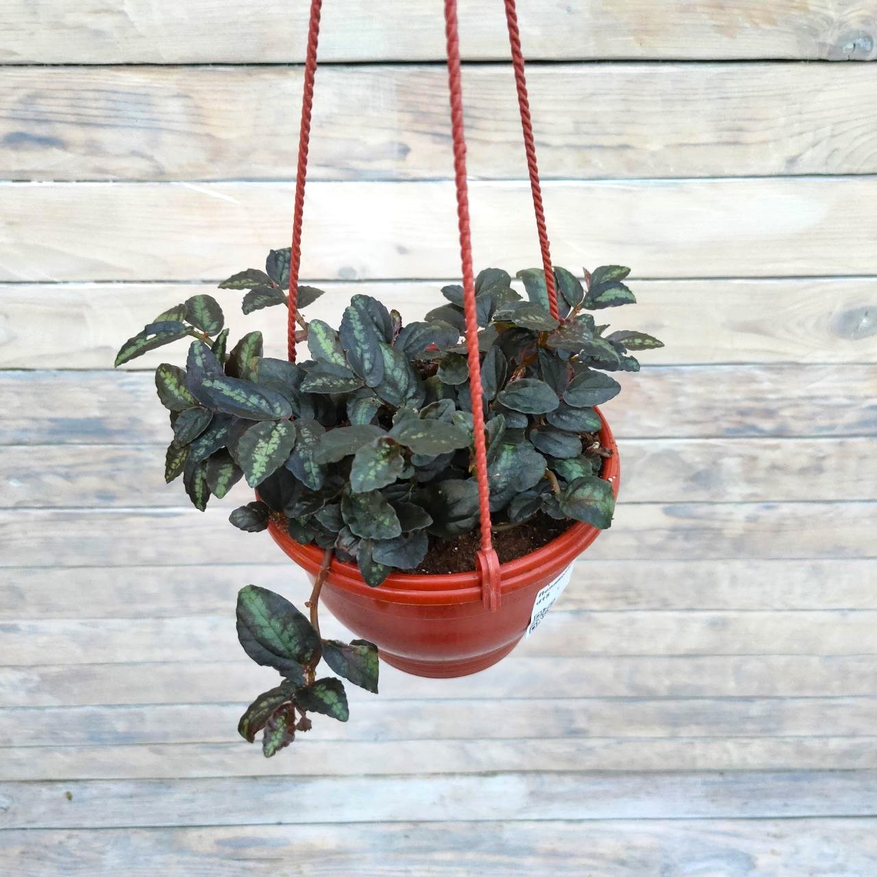 Пеллиония (Даво) кашпо 15 Пеллиония (Даво) кашпо d15 — изображение 1