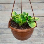 Пеперомия Грин Голд кашпо d21-23