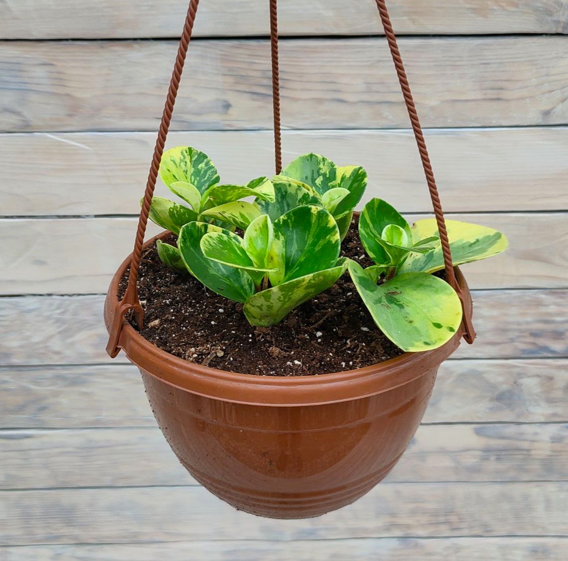 Пеперомия Грин Голд кашпо 21-23 Пеперомия Грин Голд кашпо d21-23 — изображение 1