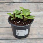 Пеперомия Пикси Лайм d12