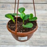 Пеперомия туполистная кашпо d21-23