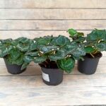 Цикламен распродажа d12