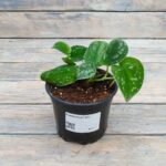 Сциндапсус d12