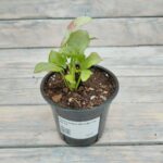 Сингониум Конфетти "Konfetti" d9-10