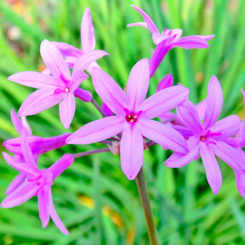 Тульбагия Вариегата d12